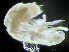  ( - HMSC174-04337)  @11 [ ] by-nc-sa  Unspecified Huntsman Marine Science Centre