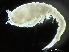  ( - HMSC174-04350)  @11 [ ] by-nc-sa  Unspecified Huntsman Marine Science Centre