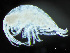 ( - HMSC174-04357)  @11 [ ] by-nc-sa  Unspecified Huntsman Marine Science Centre