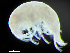  ( - HMSC174-04358)  @11 [ ] by-nc-sa  Unspecified Huntsman Marine Science Centre