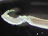  ( - HMSC174-01570)  @11 [ ] by-nc-sa  Unspecified Huntsman Marine Science Centre