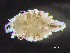  (Munna fabricii - HMSC174-02441)  @11 [ ] by-nc-sa  Unspecified Huntsman Marine Science Centre
