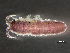  (Idotea phosphorea - HMSC174-00264)  @11 [ ] by-nc-sa  Unspecified Huntsman Marine Science Centre