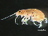  ( - HMSC174-00088)  @11 [ ] CreativeCommons - Attribution Non-Commercial Share-Alike (2023) Unspecified Huntsman Marine Science Centre