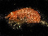  ( - HMSC174-00088)  @11 [ ] CreativeCommons - Attribution Non-Commercial Share-Alike (2023) Unspecified Huntsman Marine Science Centre