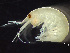  ( - HMSC174-00324)  @11 [ ] by-nc-sa  Unspecified Huntsman Marine Science Centre