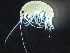  ( - HMSC174-00367)  @11 [ ] by-nc-sa  Unspecified Huntsman Marine Science Centre