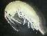  ( - HMSC174-00383)  @11 [ ] by-nc-sa  Unspecified Huntsman Marine Science Centre