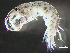  (Ericthonius rubricornis - HMSC174-00457)  @11 [ ] by-nc-sa  Unspecified Huntsman Marine Science Centre