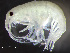 ( - HMSC174-00463)  @11 [ ] by-nc-sa  Unspecified Huntsman Marine Science Centre