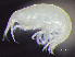  ( - HMSC174-00468)  @11 [ ] by-nc-sa  Unspecified Huntsman Marine Science Centre