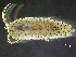  ( - HMSC174-00540)  @11 [ ] by-nc-sa  Unspecified Huntsman Marine Science Centre