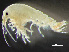  ( - HMSC174-00546)  @11 [ ] by-nc-sa  Unspecified Huntsman Marine Science Centre