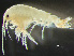  ( - HMSC174-00547)  @11 [ ] by-nc-sa  Unspecified Huntsman Marine Science Centre