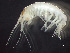  ( - HMSC174-00549)  @11 [ ] by-nc-sa  Unspecified Huntsman Marine Science Centre