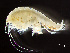  ( - HMSC174-00575)  @11 [ ] by-nc-sa  Unspecified Huntsman Marine Science Centre