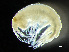 ( - HMSC174-00649)  @11 [ ] by-nc-sa  Unspecified Huntsman Marine Science Centre