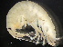  ( - HMSC174-00673)  @11 [ ] by-nc-sa  Unspecified Huntsman Marine Science Centre