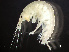 ( - HMSC174-00674)  @11 [ ] by-nc-sa  Unspecified Huntsman Marine Science Centre