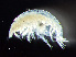  ( - HMSC174-00683)  @11 [ ] by-nc-sa  Unspecified Huntsman Marine Science Centre