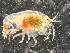  ( - HMSC174-00710)  @11 [ ] CreativeCommons - Attribution Non-Commercial Share-Alike (2023) Unspecified Huntsman Marine Science Centre