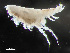  ( - HMSC174-00964)  @11 [ ] CreativeCommons - Attribution Non-Commercial Share-Alike (2023) Unspecified Huntsman Marine Science Centre
