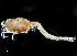  ( - HMSC174-00969)  @11 [ ] CreativeCommons - Attribution Non-Commercial Share-Alike (2023) Unspecified Huntsman Marine Science Centre