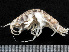  ( - HMSC174-01579)  @11 [ ] by-nc-sa  Unspecified Huntsman Marine Science Centre