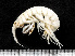  ( - HMSC174-01591)  @11 [ ] by-nc-sa  Unspecified Huntsman Marine Science Centre