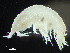  ( - HMSC174-01594)  @11 [ ] CreativeCommons - Attribution Non-Commercial Share-Alike (2023) Unspecified Huntsman Marine Science Centre