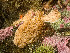  ( - HMSC174_01061)  @11 [ ] by-nc-sa  Unspecified Huntsman Marine Science Centre
