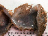  ( - HMSC174_02548)  @11 [ ] by-nc-sa  Unspecified Huntsman Marine Science Centre