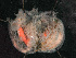  ( - HMSC174_02548)  @11 [ ] by-nc-sa  Unspecified Huntsman Marine Science Centre
