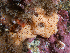  ( - HMSC174_02463)  @11 [ ] CreativeCommons - Attribution Share-Alike (2025) Unspecified Huntsman Marine Science Centre