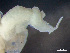  ( - HMSC174-01439)  @11 [ ] by-nc-sa  Unspecified Huntsman Marine Science Centre