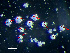  (Didemnum albidum - HMSC174-01474)  @11 [ ] by-nc-sa  Unspecified Huntsman Marine Science Centre