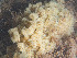 ( - Quoddy 140)  @11 [ ] CreativeCommons - Attribution Share-Alike  Unspecified Huntsman Marine Science Centre