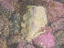  ( - Quoddy 206)  @11 [ ] CreativeCommons - Attribution Share-Alike  Unspecified Huntsman Marine Science Centre