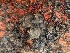  ( - STB_CEG02)  @11 [ ] CreativeCommons - Attribution Share-Alike (2025) Unspecified Huntsman Marine Science Centre