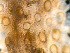  ( - HMSC174-01629)  @11 [ ] by-nc-sa  Unspecified Huntsman Marine Science Centre