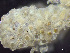  ( - HMSC174-01629)  @11 [ ] by-nc-sa  Unspecified Huntsman Marine Science Centre