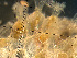  ( - HMSC174-01629)  @11 [ ] by-nc-sa  Unspecified Huntsman Marine Science Centre