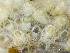  ( - HMSC174-01629)  @11 [ ] by-nc-sa  Unspecified Huntsman Marine Science Centre