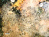  ( - HMSC174-01639C)  @11 [ ] CreativeCommons - Attribution Non-Commercial Share-Alike (2024) Unspecified Huntsman Marine Science Centre