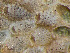  (Juxtacribrilina mutabilis - HMSC174-01639)  @11 [ ] CreativeCommons - Attribution Non-Commercial Share-Alike (2024) Unspecified Huntsman Marine Science Centre