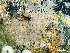  ( - HMSC174-01639)  @11 [ ] CreativeCommons - Attribution Non-Commercial Share-Alike (2024) Unspecified Huntsman Marine Science Centre