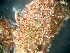  ( - HMSC174-01654)  @11 [ ] by-nc-sa  Unspecified Huntsman Marine Science Centre