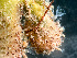  ( - HMSC174-01654)  @11 [ ] by-nc-sa  Unspecified Huntsman Marine Science Centre