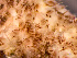  ( - HMSC174-01654)  @11 [ ] by-nc-sa  Unspecified Huntsman Marine Science Centre