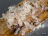  ( - HMSC174_03007)  @11 [ ] by-nc-sa  Unspecified Huntsman Marine Science Centre